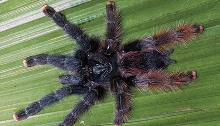 19292 tarantula feeding