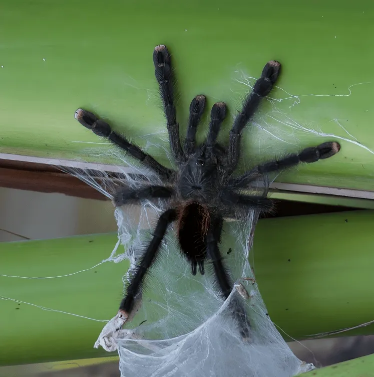 /img/19292-tarantula-molting.webp
