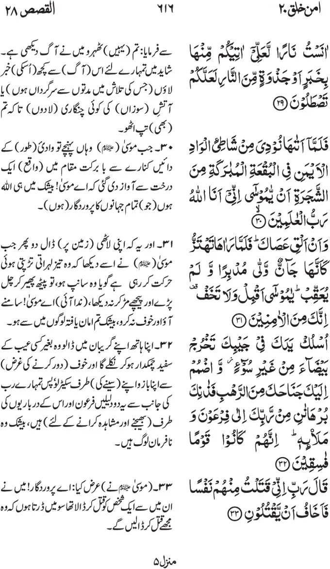 19294 tarantula species image