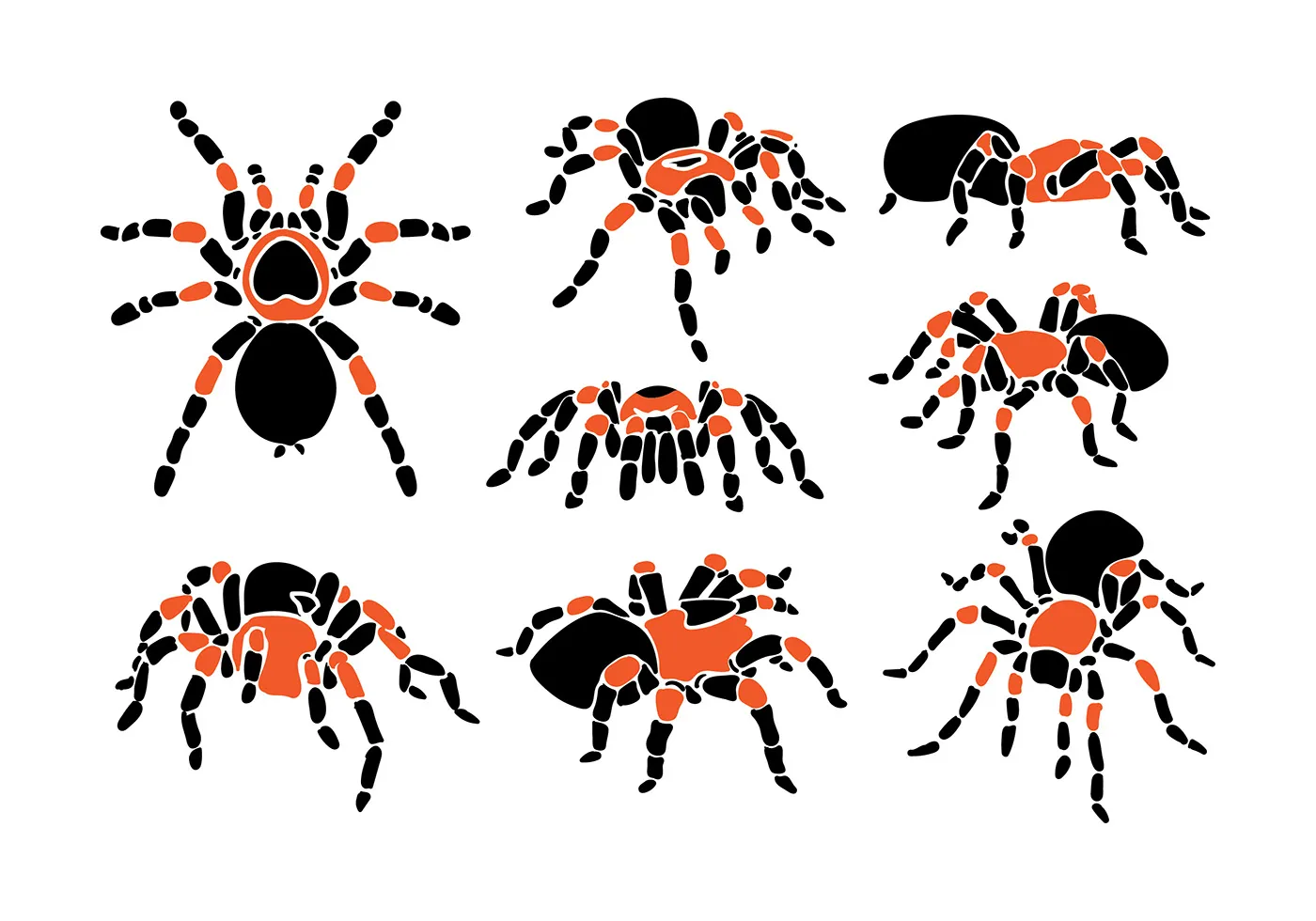 /img/19298-tarantula-logo-vector-usage.webp