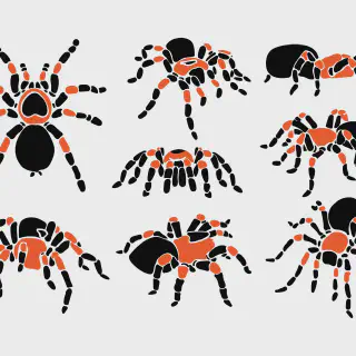 /img/19298-tarantula-logo-vector-usage.webp