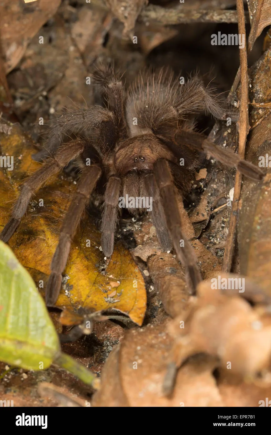19301 baby tarantula brown behavior