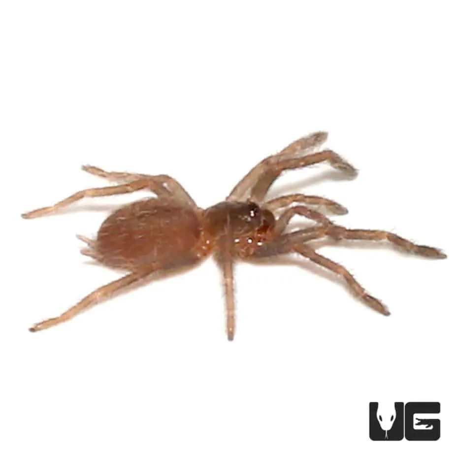 19301 baby tarantula brown habitat