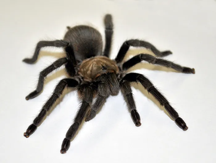 19301 baby tarantula brown size