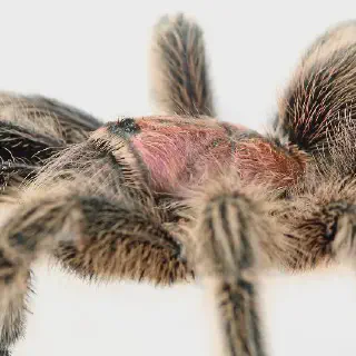 /img/19303-rose-hair-tarantula-light-needs-image8.webp