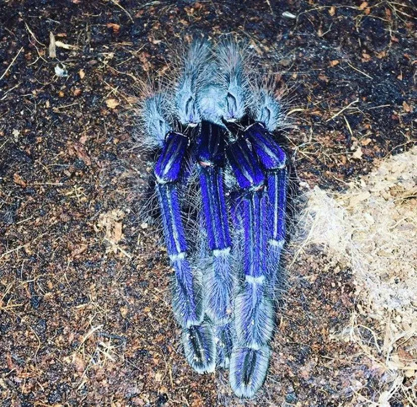 19304 singapore blue tarantula feeding