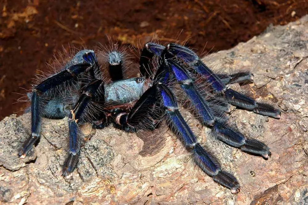 19304 singapore blue tarantula handling