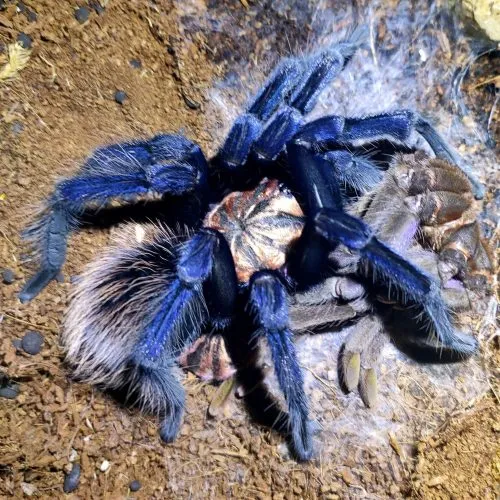 19304 singapore blue tarantula molting