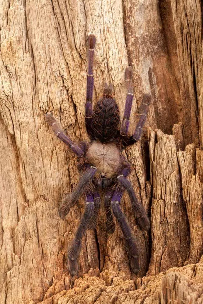 19304 singapore blue tarantula variations