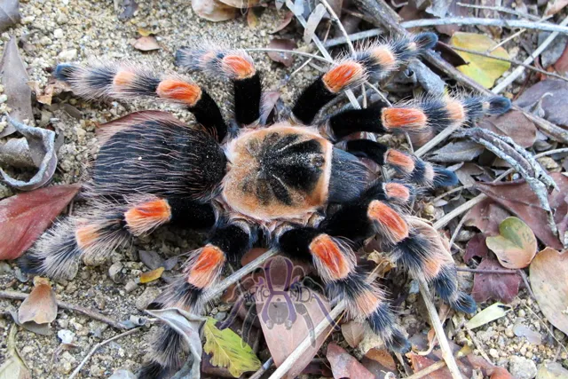 19305 canadian tiger rump