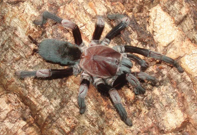 19305 tarantula conservation