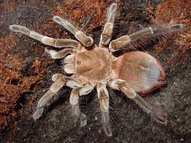 19305 tarantula feeding