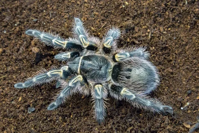 /img/19305-tarantula-pet.webp