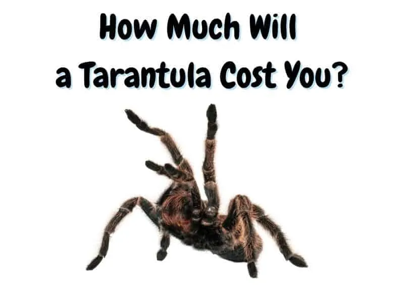 19308 tarantula feeding