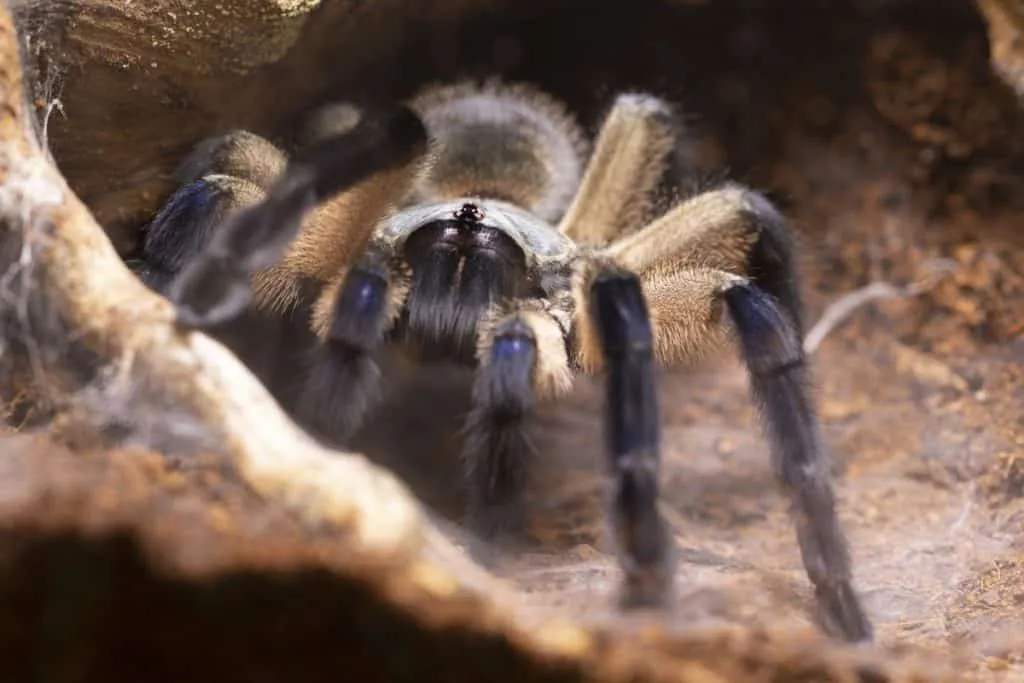 /img/19308-tarantula-health.webp