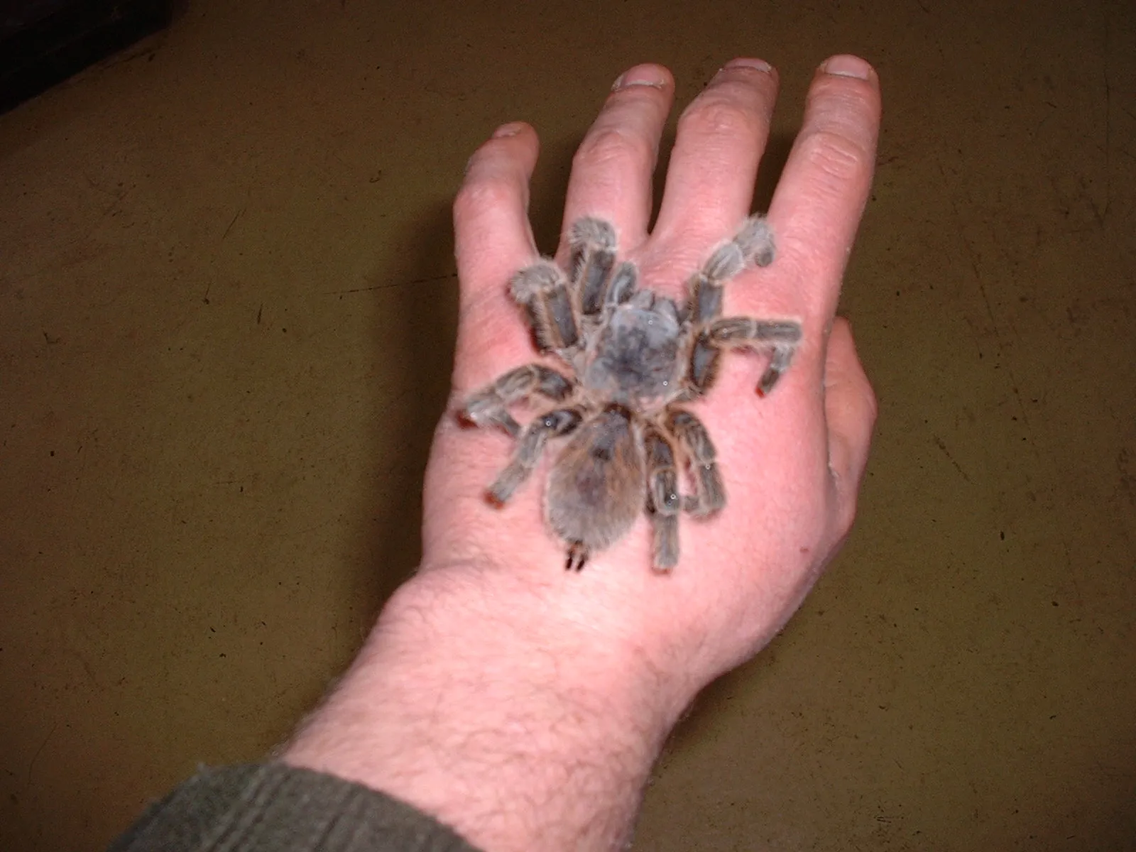 19310 chilean rose tarantula humidity