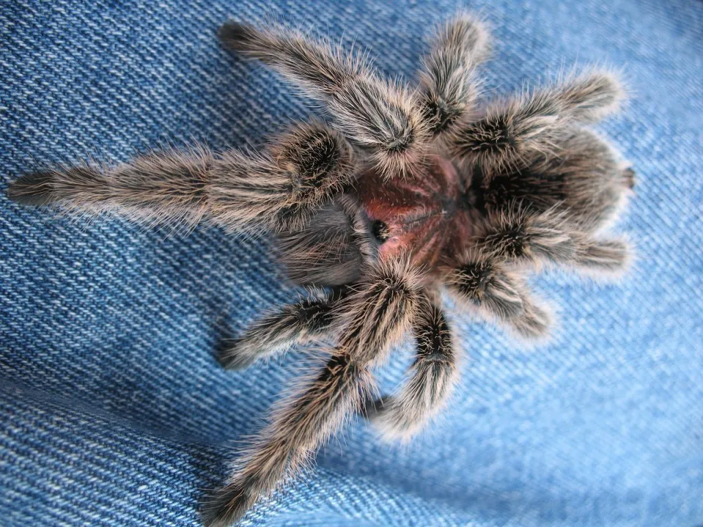 19310 chilean rose tarantula molting process