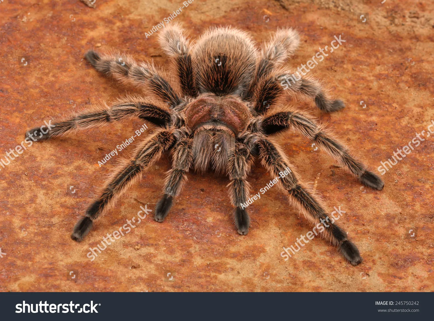/img/19310-chilean-rose-tarantula-safe-space.webp