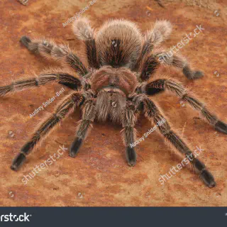 /img/19310-chilean-rose-tarantula-safe-space.webp
