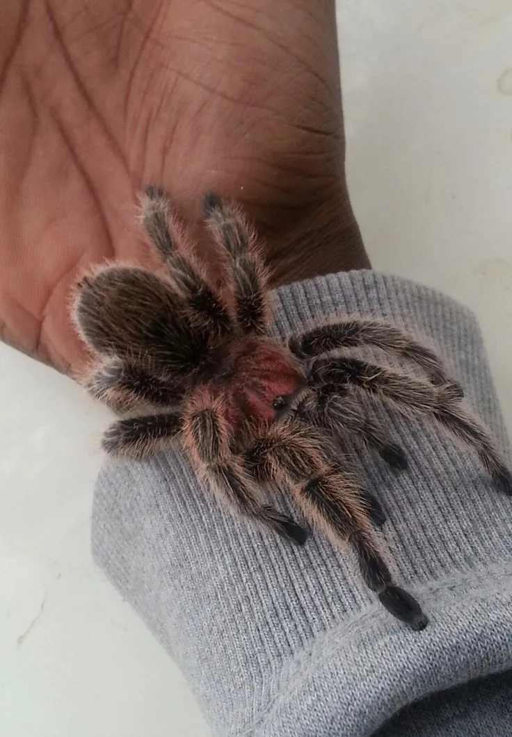 19310 chilean rose tarantula troubleshooting