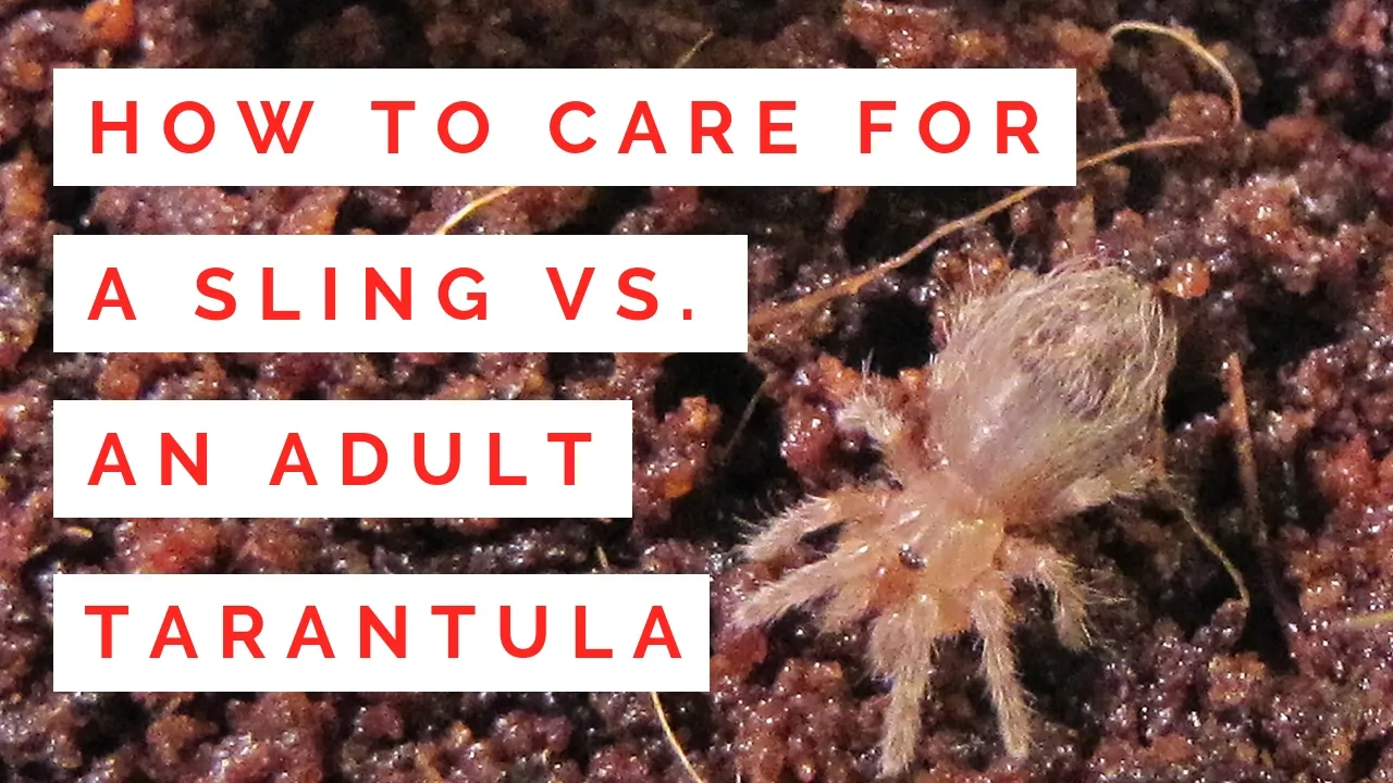 19311 tarantula sling habitat