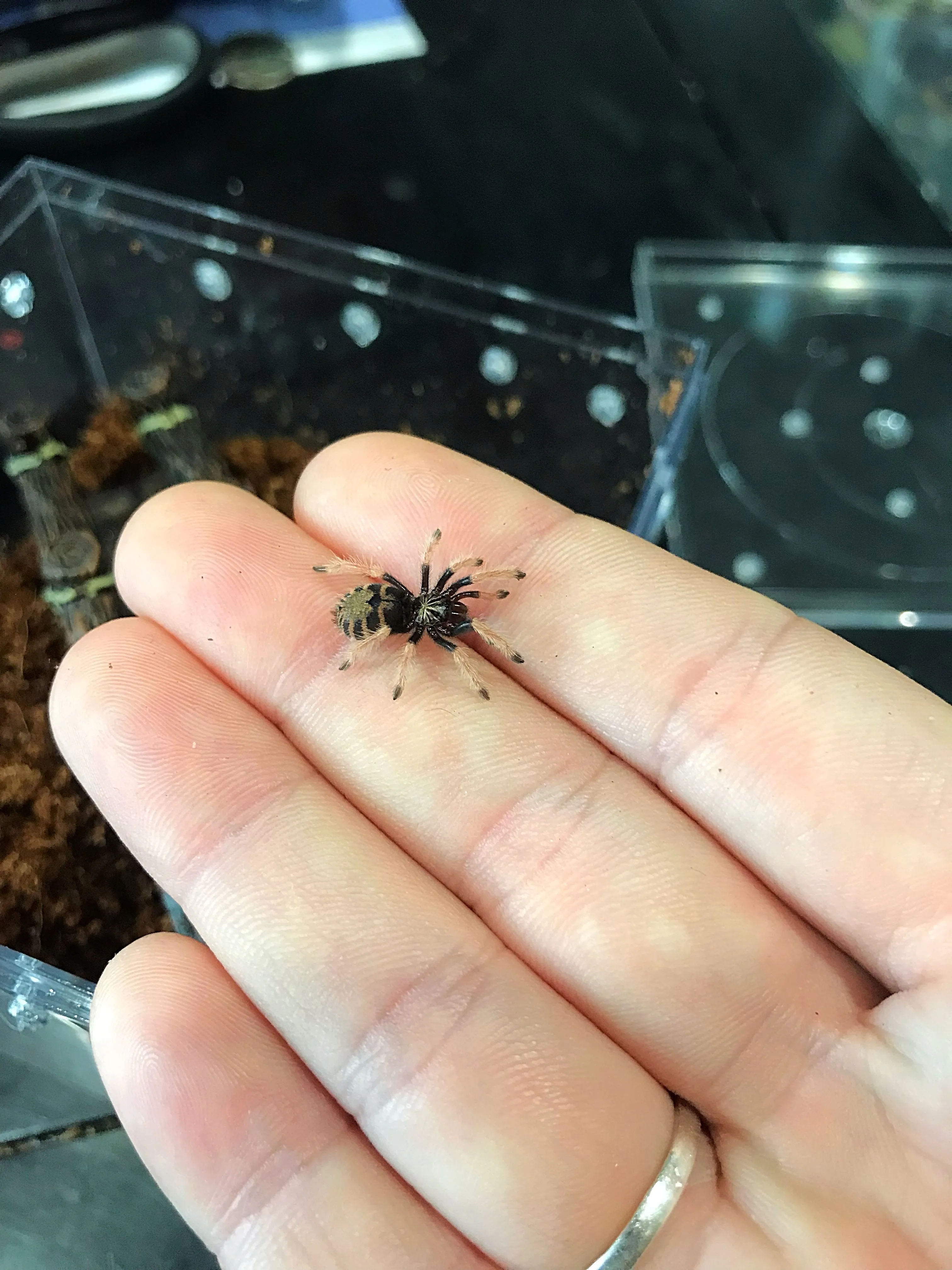 19311 tarantula sling water