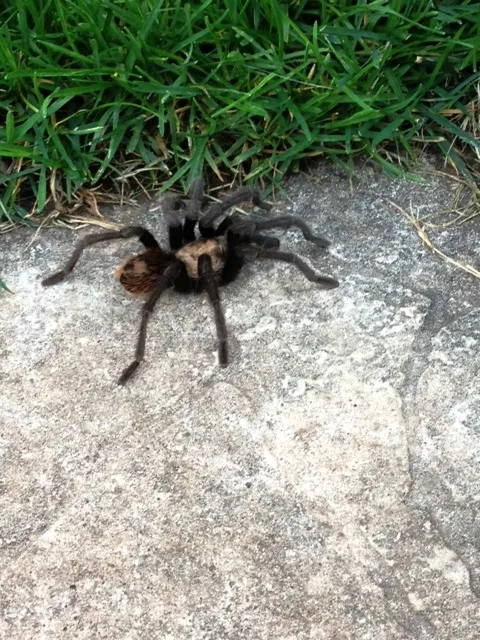 19312 tarantula breeding