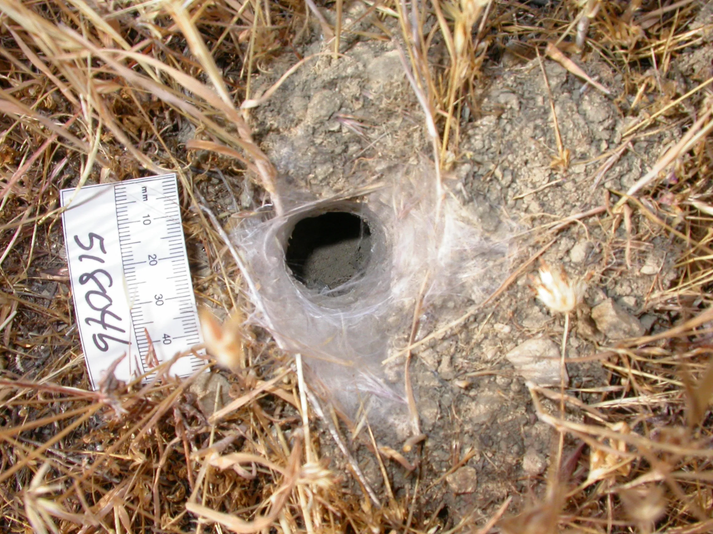 19312 tarantula feeding