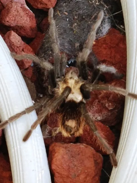 19312 tarantula handling