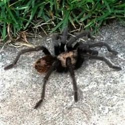 19312 utah tarantula habitat