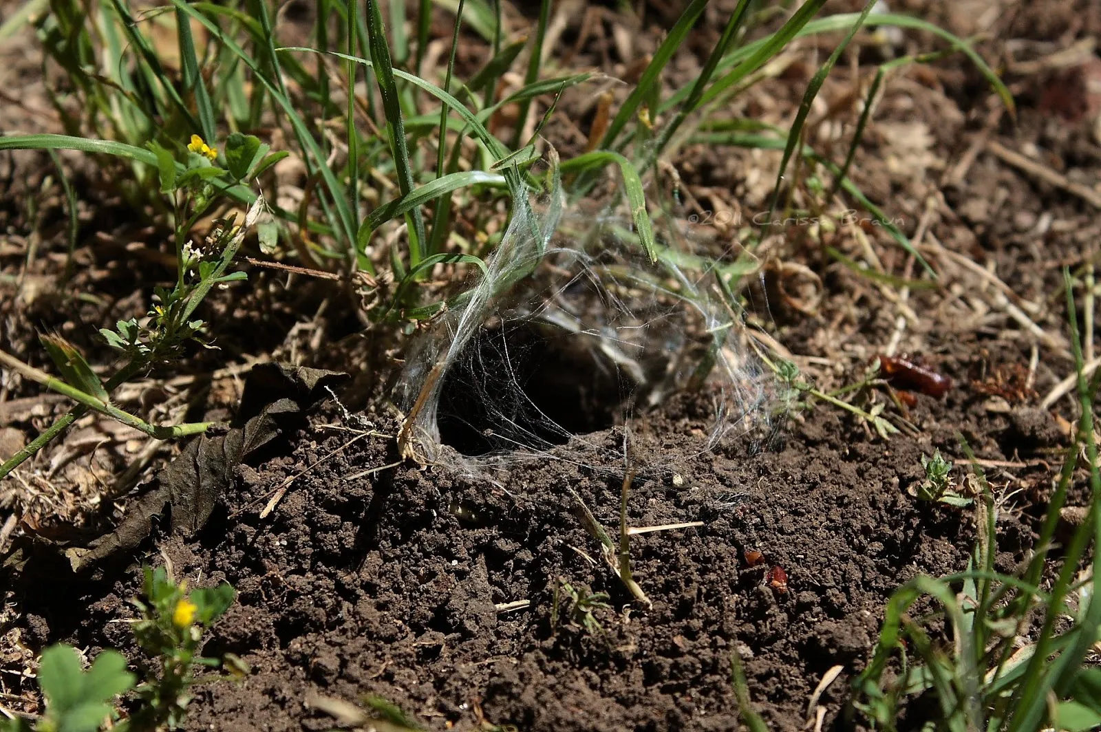 19313 crystal hollows