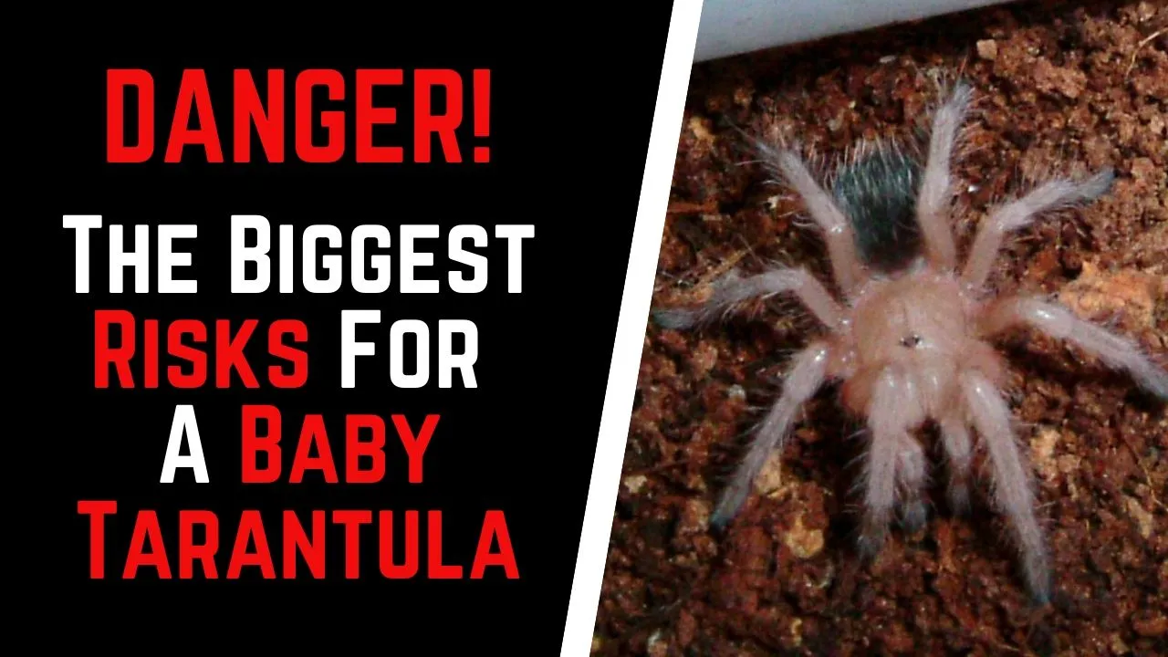 19317 baby tarantula size comparison