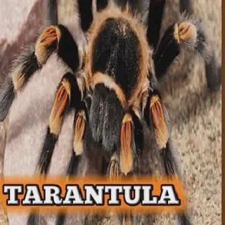 /img/19319-tarantula-enclosure.webp