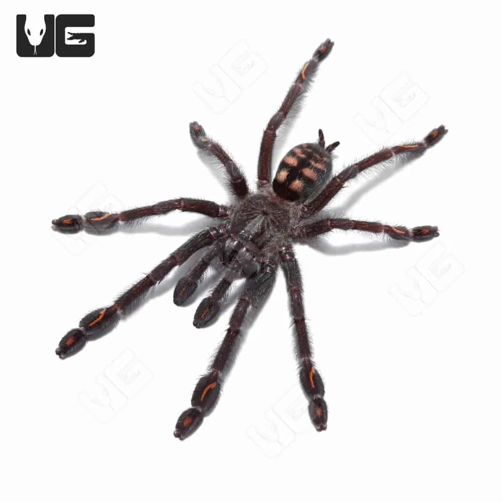 /img/19322-suntiger-tarantula-future.webp