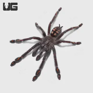 /img/19322-suntiger-tarantula-future.webp