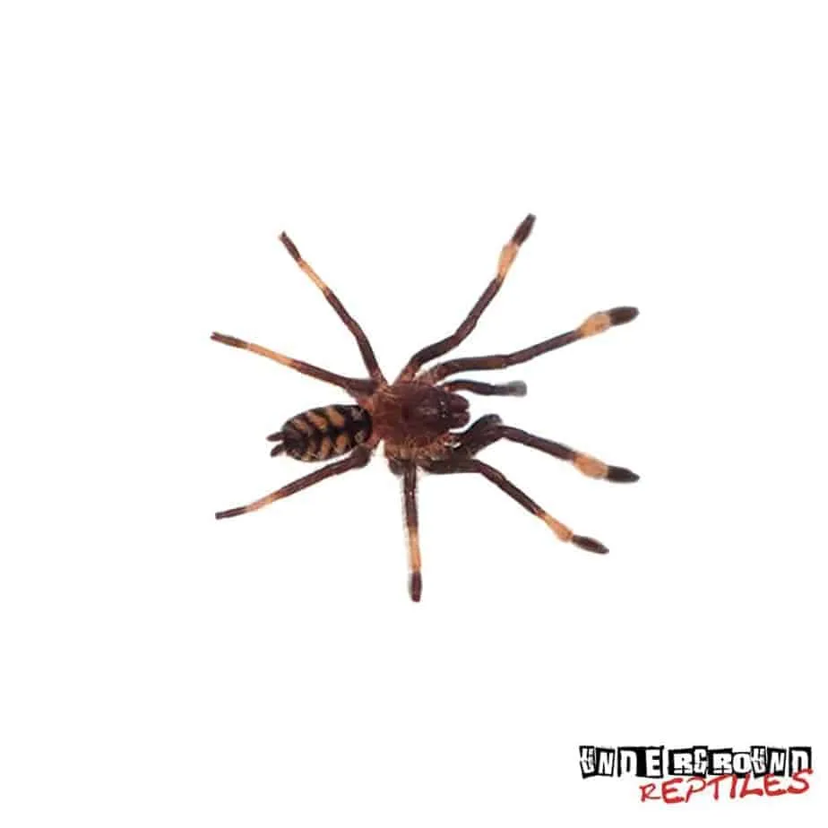 19322 suntiger tarantula research