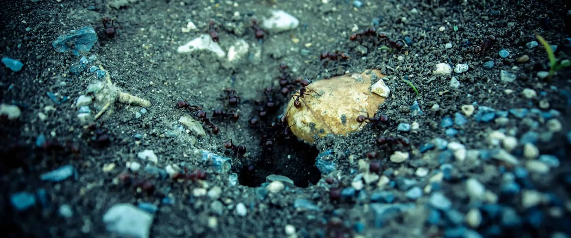 19324 ant size comparison