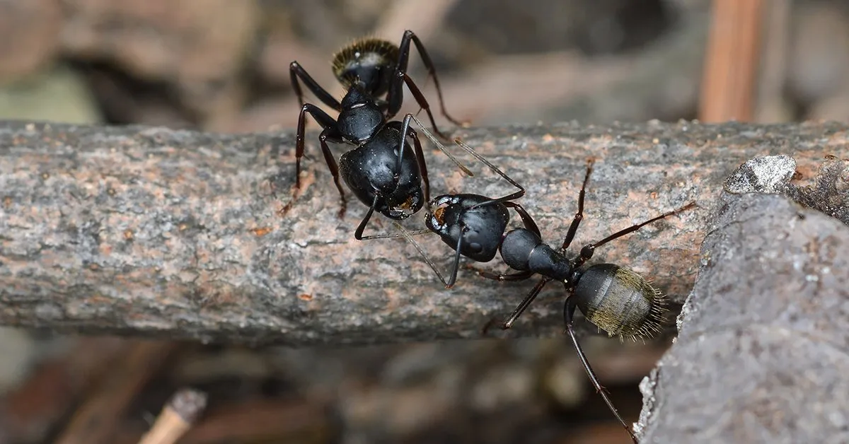 19324 ants invading tarantula habitat