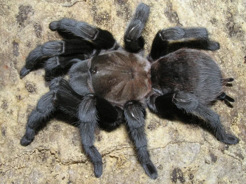 19325 texas tan tarantula feeding