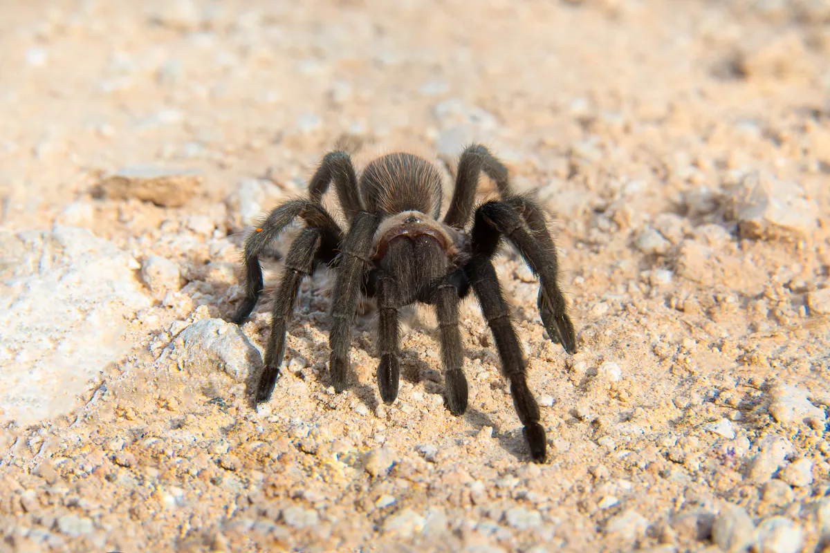 19325 texas tan tarantula health