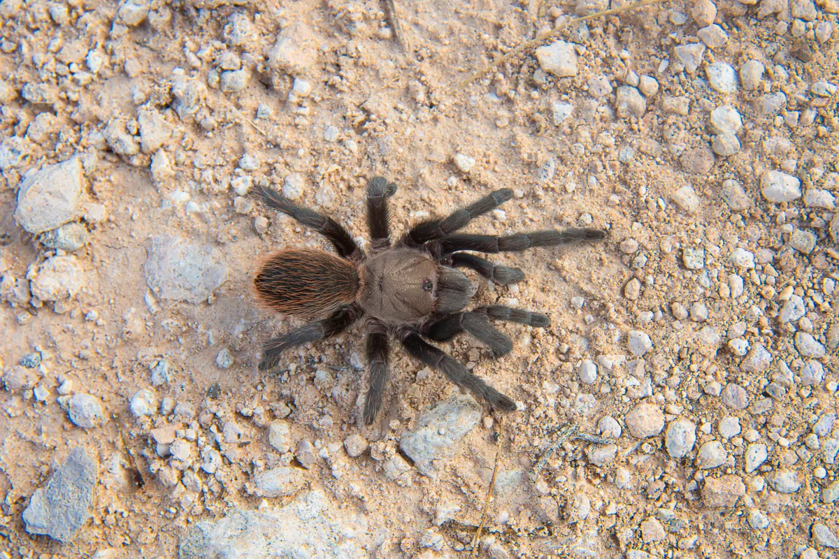 19325 texas tan tarantula molting