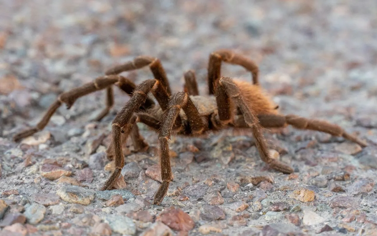 19325 texas tan tarantula substrate