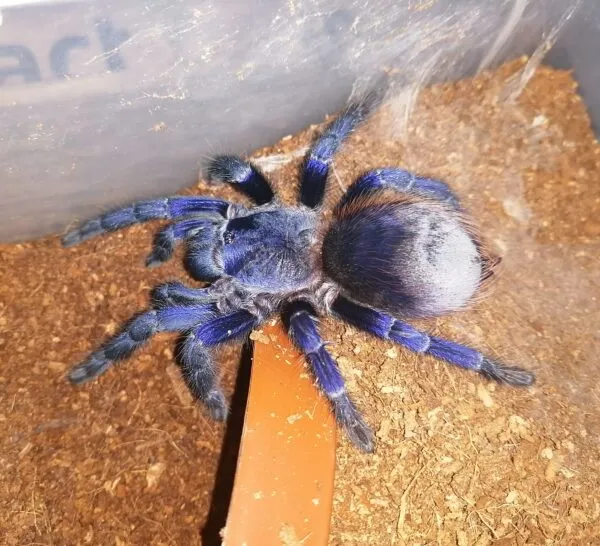 19326 sazimai blue tarantula first aid