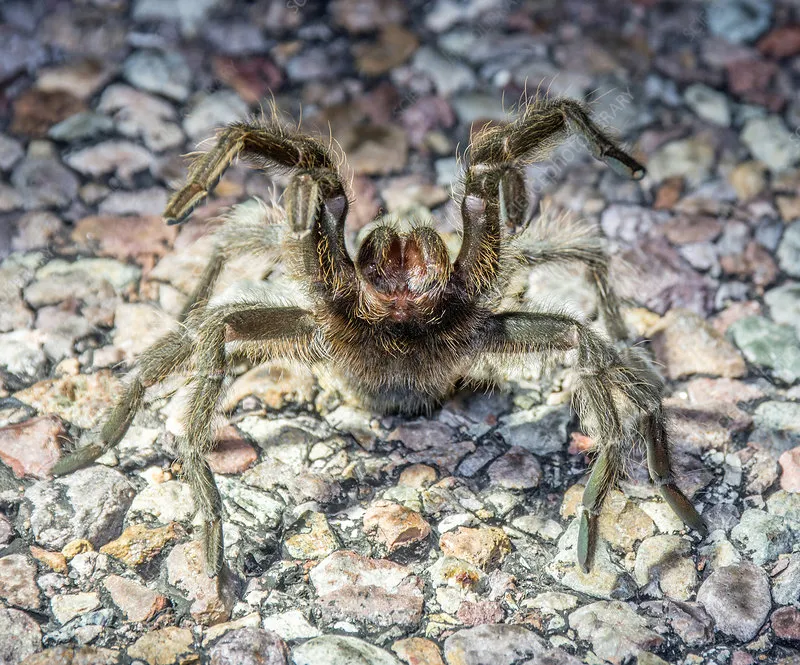 /img/19327-texas-tarantula-image7.webp
