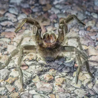 /img/19327-texas-tarantula-image7.webp