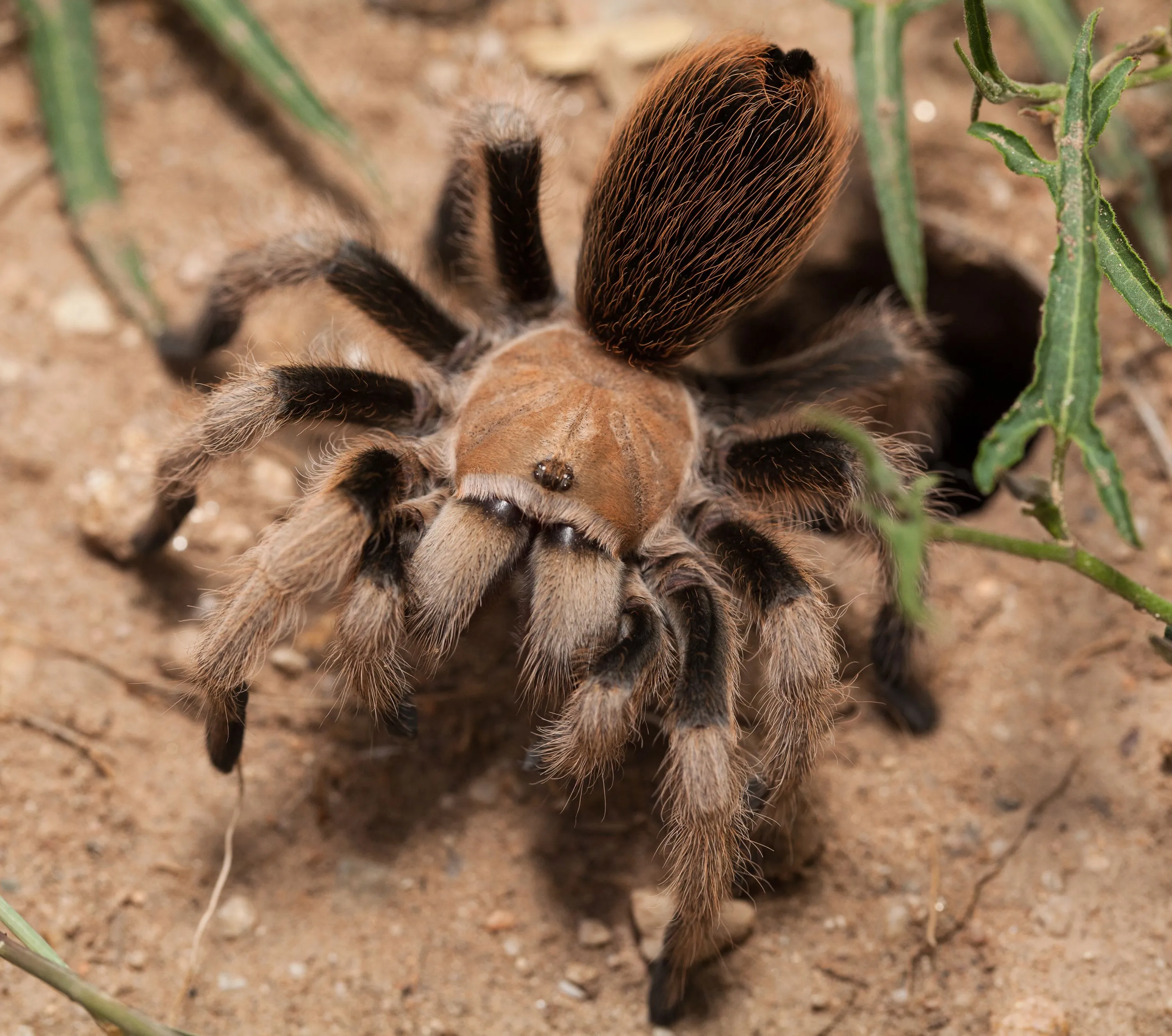 /img/19334-breeding-tarantulas.webp