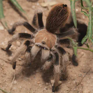 /img/19334-breeding-tarantulas.webp