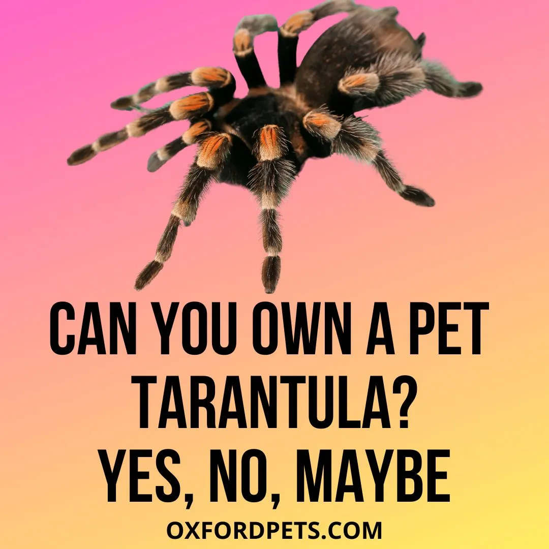 19334 tarantula feeding