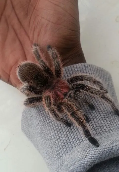19335 rose hair tarantula size comparison