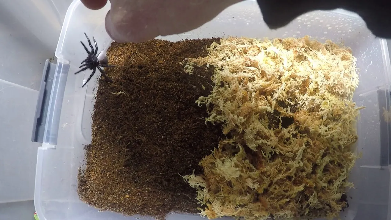 19338 mite infested tarantula